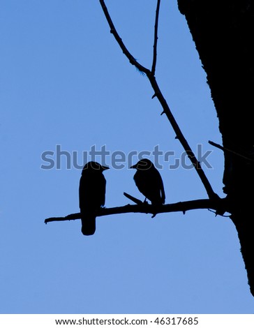 Pair of jackdaws, Corvus monedula, silhouetted against a blue sky apparently having a conversation.