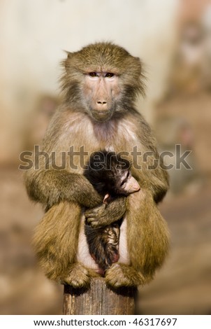 Female Hamadryas baboon (Papio hamadryas) cuddling her very young and ugly baby and with a worried expression on her face.
