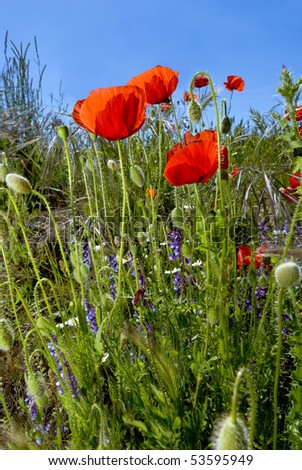 Poppy (Papaver, rhoeas), flowers, buds and a seed head on the edge of a wheat field.  All in competition with each other for light and other resources to ensure their own survival and reproduction.
