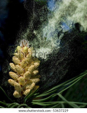 Clouds of pollen leaving the male cones of an Umbrella Pine (Pinus pinea). One source of hay-fever and other allergic reactions common in early summer.