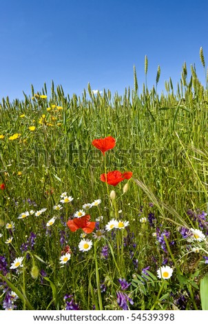 Border of a wheat field showing  abundant growth of wild flowers just out of reach of the herbicides.  Many poppies , daisies, groundseland vetch.
