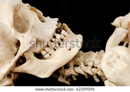 Detail of the face and neck of a skeleton showing the skull, first vertebrae and bad teeth. on black.