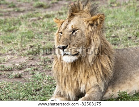 Young male lion with scarred face  looking sleepy early in the morning.  Masai Mara, Kenya.