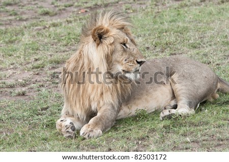 Good looking young male lion, lying down with head turned back. Masai Mara, Kenya.