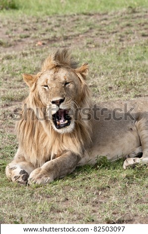 Young male lion yawning or roaring lying in the grass in the Masai Mara game park, Kenya.