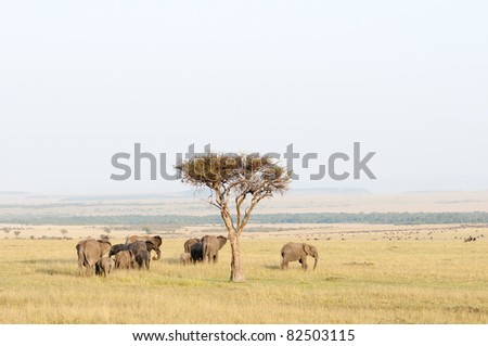 Herd of Elephant moving away, in the early morning, past an Acacia thorn tree, through the plains of the Masai Mara game park, Kenya.