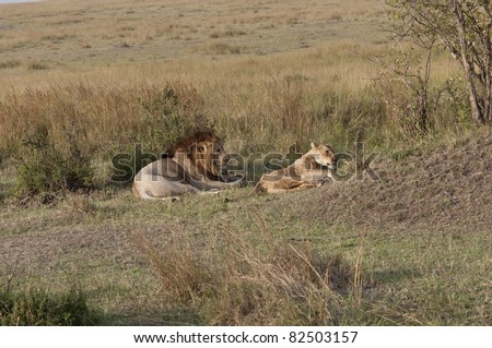 Both male and female now awake and stirring. One of a series of photos showing a lion and lioness mating in the Masai Mara game park, Kenya.  Lions will mate for three days about every half hour.