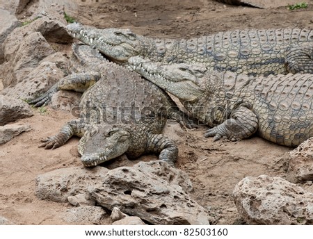 Three large  Nile Crocodiles, with the appearance of sinister smiles on their faces, resting on the sand, Kenya