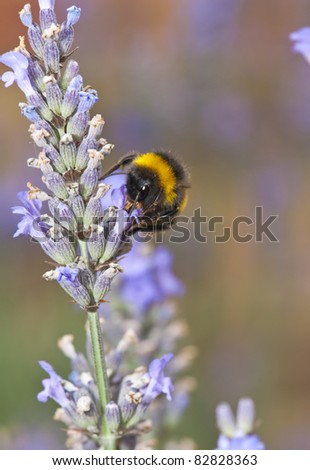 Black and yellow Bumble bee (Bombus terrestris)  collecting nectar and pollen from purple  lavender flowers.Norfolk  England.