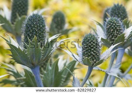 Macro of Sea Holly flowers (Eryngium giganteum) showing blue anthers and stems, spiky leaves and  with a yellow background.