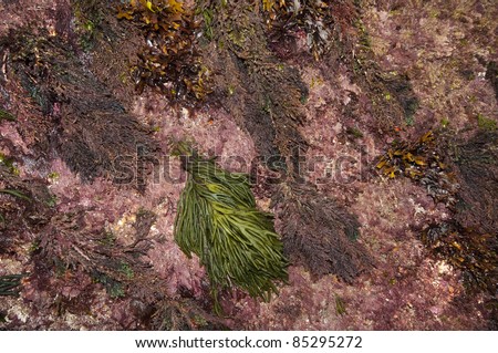 The green alga Codium fragilis and red coralline algae in a garden of mixed seaweeds at low spring tide in August in Galicia, Spain. Red, green and brown seaweeds on granite rock.