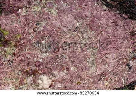 Red Coralline