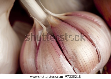 Macro of a head of garlic showing the plump, purple cloves and white leaves,