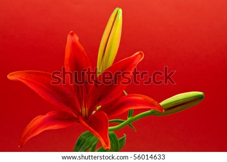 Beautiful morning star lily (lilium concolor) on red background