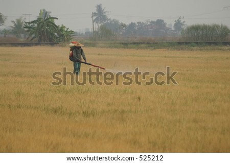 A farmer spraying pesticide on a rice field in Malaysia