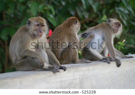 Three monkeys in a Kuala Lumpur surburb
