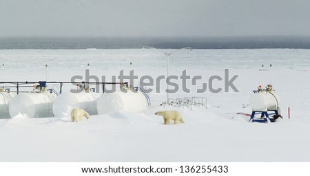 Polar bears meet civilization - fuel tanks in the polar station