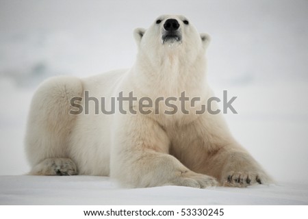 Polar bear, King of the Arctic