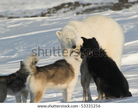 Polar bear with dogs