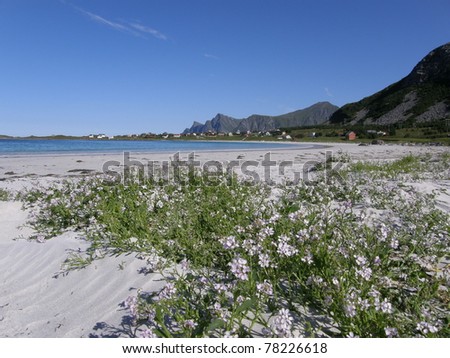 Sandy beach with flowers in Lofoten islands, the Arctic Ocean, Norway