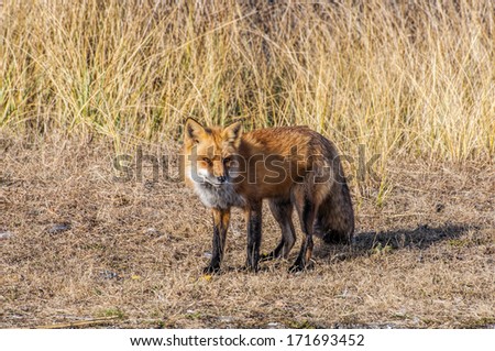 A male fox wandering along the beach in search of food