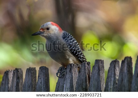 A common woodpecker over much of the South, the Red-bellied is scarcer farther north but has expanded its breeding range northward in recent decades.