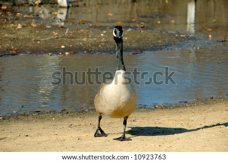 goose walk