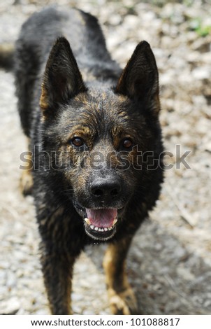 portrait of a beautiful german shepherd or alsatian dog