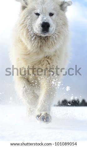great Pyrenees in winter
