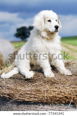 puppy great Pyrenees