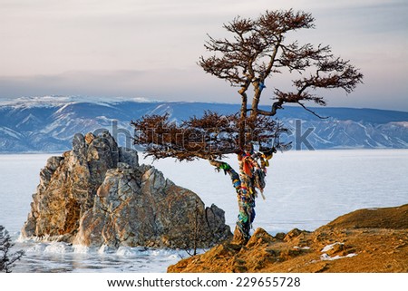 Winter Baikal. Shaman tree on the bank of winter Baikal lake