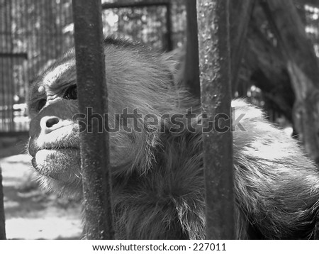 Portrait of monkey in the Novosibirsk Zoo behind bars