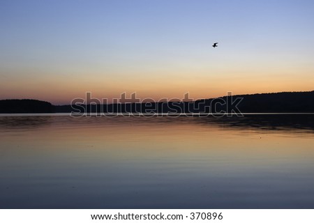 gull in the evening sky