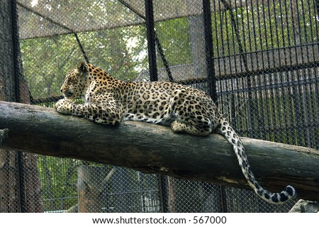 http://image.shutterstock.com/display_pic_with_logo/4839/4839,1127311974,10/stock-photo-caucasian-leopard-567000.jpg