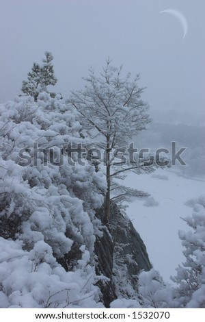 Winter storm in mountain\'s pine forest