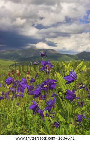 high mountain field with blue flower