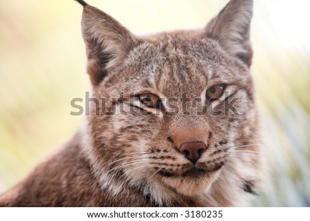 Siberian lynx kitten pays attention for a photographer