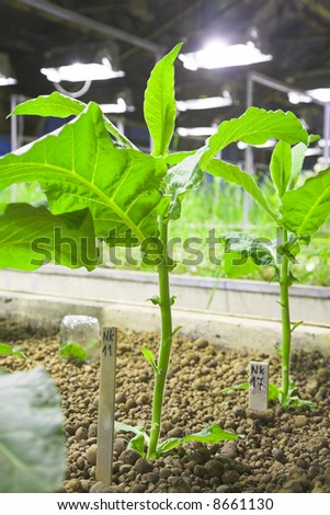 genetic experiment - growing experimental plant in the greenhouse