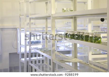 laboratory workplace for creating modern transgenic plants