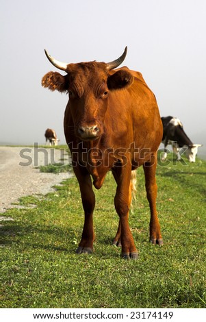 Brown big cow standing and looking attentively