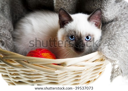 Siamese cat with ball of threads in bast basket