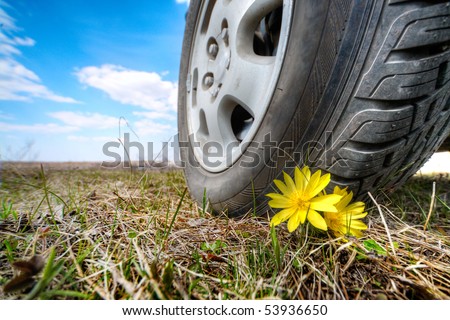small yellow flower under big car wheel