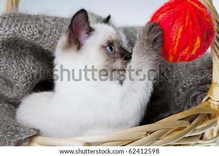 Siamese cat with ball of threads in bast basket