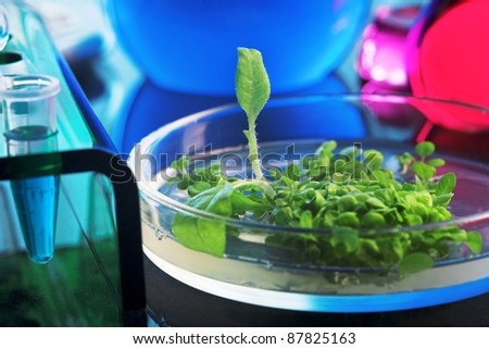 tobacco transgenic plant on the laboratory table