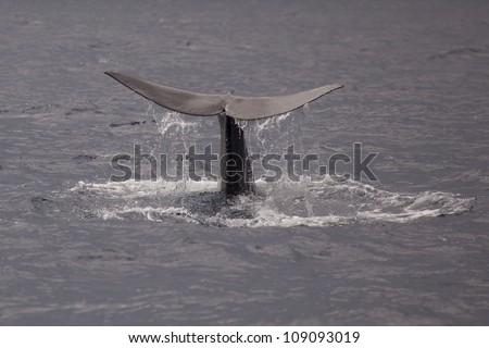 Sperm whale showing tail before a deep dive, the Azores, Atlantic Ocean