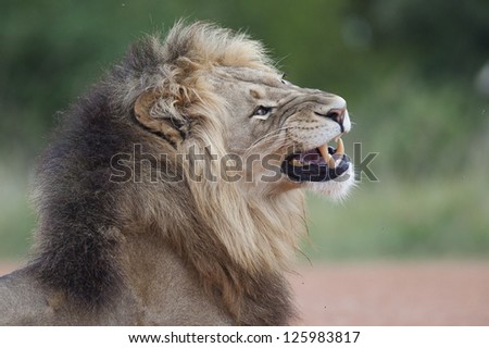 Male lion yawning, Addo Elephant National Park, South Africa