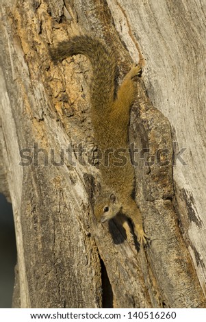 Tree squirrel, South Africa