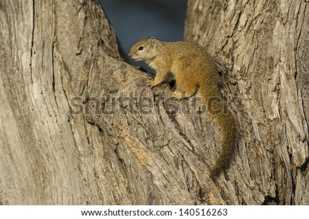 Tree squirrel, South Africa