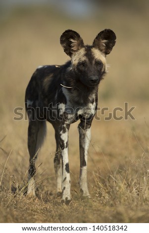 Wild African wild dog, South Africa