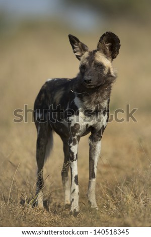 Wild African wild dog, South Africa